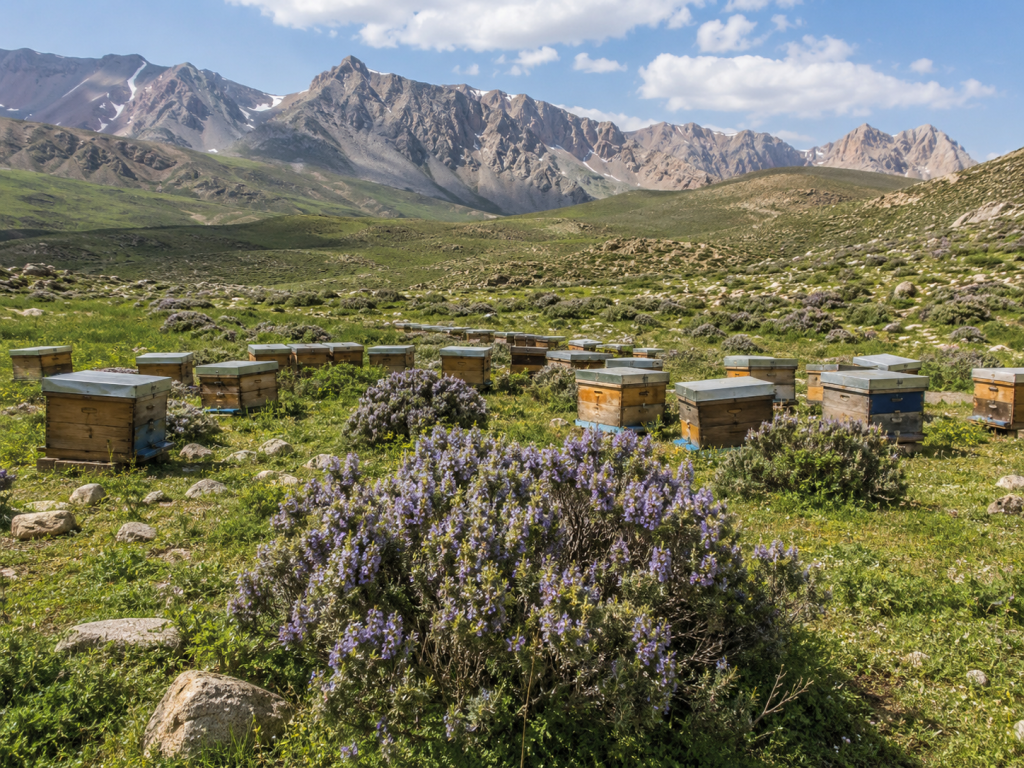 گیاهان تولید کننده عسل درمانی